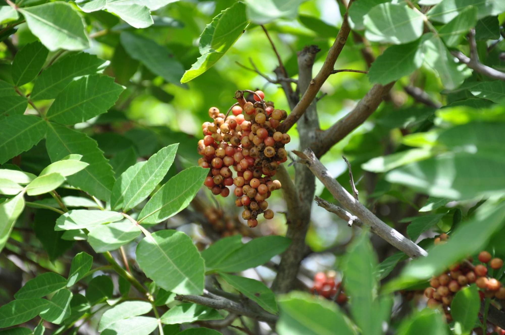 Serenity Garden Μασπαλόμας Εξωτερικό φωτογραφία